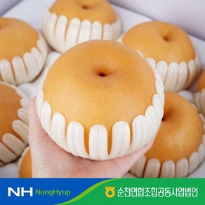 농협 2024 순천 신고배 4kg (6~8과) 500~700g, 1, 필수선택