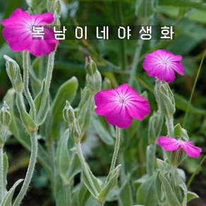 우단동자 [3개 복남이네야생화 모종 애기동자 동자꽃 리크니스 lychnis], 3개