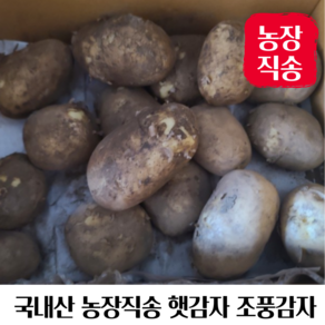 국내산 농장직송 햇 조풍감자, 1개, 3KG