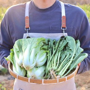 열무 얼갈이 배추 1.5kg 3kg 산지직송 당일배송, 1개, 얼갈이 3kg