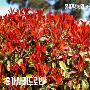 홍가시나무 레드로빈 2년생 포트묘(정말 이뽀요~~^^), 1개