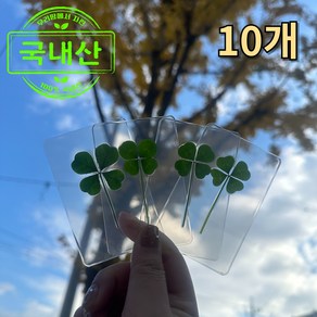 러스트몰 행운깃든 국산 네잎클로버 생화 코팅+미니카드 10개입, 네잎클로버10p(미니카드포함)