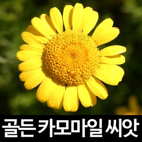 골든 카모마일 씨앗 노랑 옐로우 꽃씨 허브 종자 1g, 1개