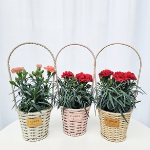 어버이날 카네이션 생화 선물 농장직영, _분홍카네이션바구니세트, 1개