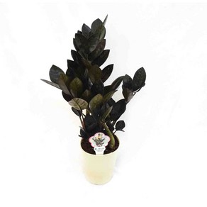 블랙금전수 Zamioculcas zamiifolia 'black' 인테리어 플랜테리어 공기정화식물 서비내 무호화훼