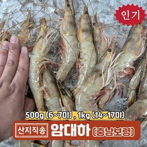 서해안 산지직송 자연산 암대하 급냉 선도최고 1키로 17미, 1박스, 500g(6~7미)