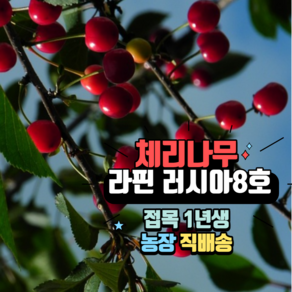 체리나무 라핀체리 이중접목 왜성대목 결실주, 1개