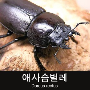 (초보사육용)애사슴벌레 암컷 25~29mm