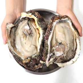 [엠디] 남해 거제도 해녀가 수심 깊은곳 채취한 100% 자연산 바위굴(벚굴) 3 5 10kg 셀, 1박스
