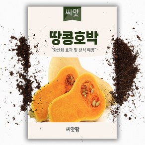 땅콩호박 씨앗 (10립) 버터넛트