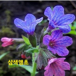 [비젼플라워] (야생화놀이터)-노지월동--앵초-삼색앵초-, 1개, 00