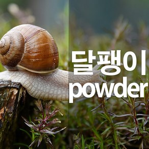 달팽이가루 분말, 100g, 1개, 1개입