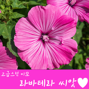 [농대나온남자] 고급스런 라바테라 씨앗 300립 + 나비끈끈이트랩, 1개