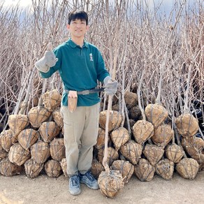 감나무 묘목 차량 단감나무 5년생 분묘 결실주, 차량 단감나무 분묘 5년생 결실주