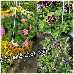 보석 페추니아 행긴012 신상품 랜덤 공기정화식물/미세먼지/공기정화효과 공기정화식물