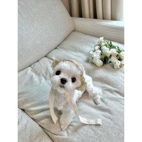 애견 강아지 고양이 여름 레이스 밀짚모자