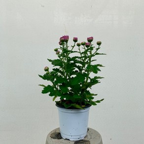 2900 국화 품종 색상랜덤 10~25cm, 1개