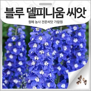 블루 델피니움 씨앗 제비고깔 종자 50알 꽃씨 꽃씨앗, 1개