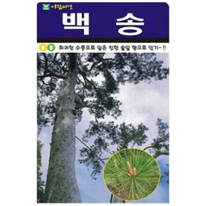 아람 백송 소나무 씨앗 100립, 1개