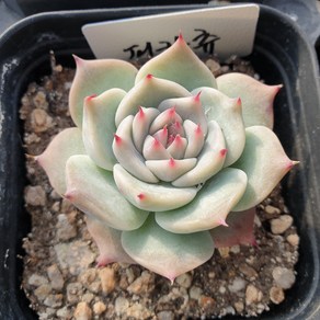 [수암다육] 피카츄 랜덤발송 Echeveria 'Pikachu' 다육 다육이 다육식물 국민다육 다육이키우기 선인장 플랜테리어 미니선인장