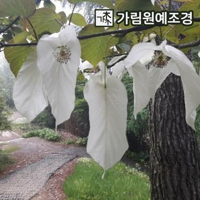 손수건나무 키60cm전후 묘목 가림원예조경, 1개