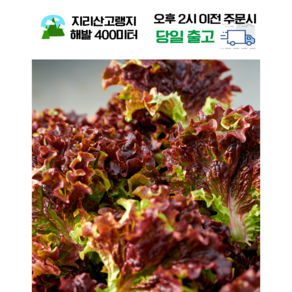 [전문가추천][당일생산] 지리산 고랭지 상추 친환경 저탄소 수경재배 상추(적상추 포기찹 잎상추), 1박스, 1kg