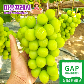 따봉프레시 GAP인증 백화점용 당도선별 과즙팡팡 황제 샤인머스켓, 1개, 1.5kg(실속형)