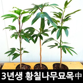 [노지황칠묘목] 3년생 황칠나무 묘목(중사이즈)-3주세트, 3개