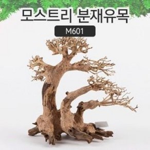 모스트리 분재유목(M) M601 / 아쿠아메이드, 1개