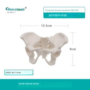 경추 뼈모형 인체 실습 척추모형 요추 의학 흉추 골반, 십이절흉추