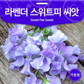 라벤다 스위트피 씨앗 라벤더 꽃씨 꽃씨앗 종자 10알, 1개