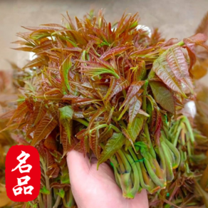 [농장직배송]장인이키운 야들야들봄순 수확선별 가죽나물 참죽나물, 1박스, 1kg