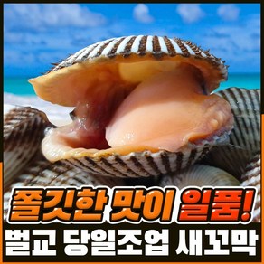 [벌교직송] 살이꽉찬 새꼬막 당일새벽조업, 상품3kg, 1개