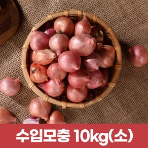 수입모충 샬롯 작은양파10kg (작은사이즈)