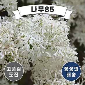 (나무85) 이팝나무 실생2년생 묘목 ( 3주묶음 ), 1.이팝나무 실생2년 묘목 ( 2주묶음 ), 1개