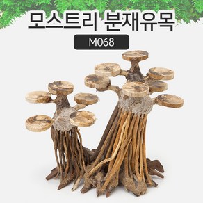 모스트리 분재유목 M068, 1개