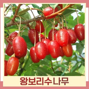 왕보리수 삽목2년 뿌리묘 나무 묘목 (3주묶음) 다승농원, 1개