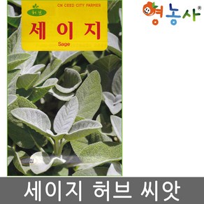 세이지 허브 씨앗 50립 허브씨 키우기, 1개