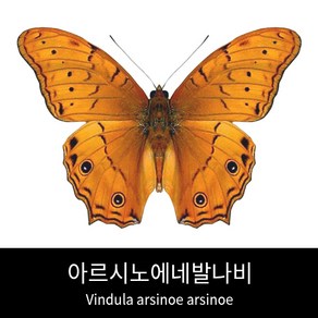 아르시노에네발나비표본 Vindula asinoe asinoe