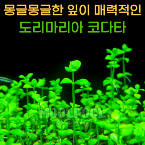 [물풀정원] 초보 도리마리아 코다타(6줄기) 달팽이없는 깨끗한 수초키우기 구피 베타 물고기 새우 은신처