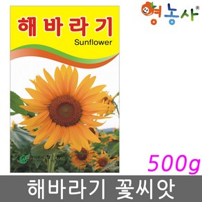 해바라기 씨앗 500g 해바라기씨 종자, 해바라기 500g, 1개