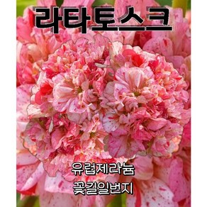 제라늄농장 (12호) 라타토스크 골드리프유럽제라늄 / 제라늄농장 잎사귀꽃이아름다운 제라늄 추천, 1개