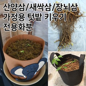 장뇌삼 3년근모종 장뇌삼 묘삼 삼모종 산삼 인삼 모종 부직포화분 /정직한사람들, 그레이코끼리, 1개