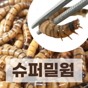 밀웜나라 살아있는 슈퍼밀웜 4~5cm(대) 100마리+(안전포장), 1팩, 50g