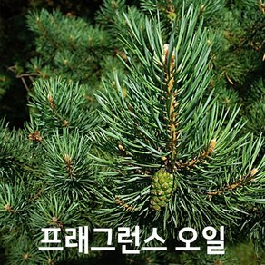 엔피솝 파인(Pine) 프래그런스오일 인공향 캔들 디퓨저 방향제 DIY 만들기, 10ml, 1개