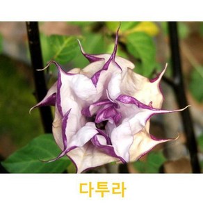 초화식물/야생화 다투라(색상랜덤) 화분모종 4개(L0058), 4개