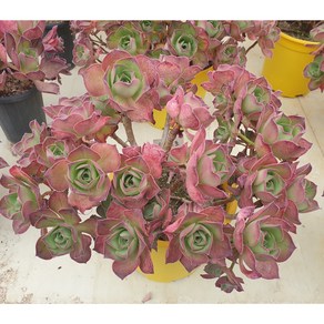 [수암다육] 로스코프 대품 랜덤발송 Aeonium 'Roscov' 랜덤발송 다육 다육이 다육식물, 1개