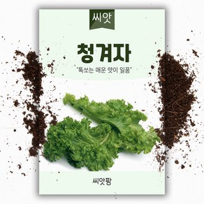 청겨자 씨앗 (1000립)