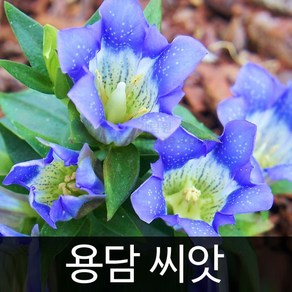 용담 씨앗 꽃씨 종자 꽃 야생화 야생초 씨 1000알, 1개