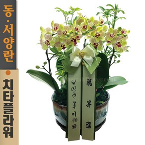 치타플라워 서양난 미니 호접 삼색조 [sn08-A05] 승진 축하 개업 화분 서양란 동양난 동양란 전국 배송, 1개